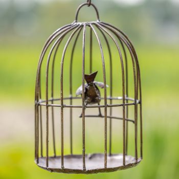 Vogelkooi